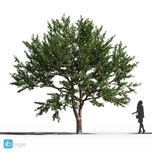 انواع درختان باغی