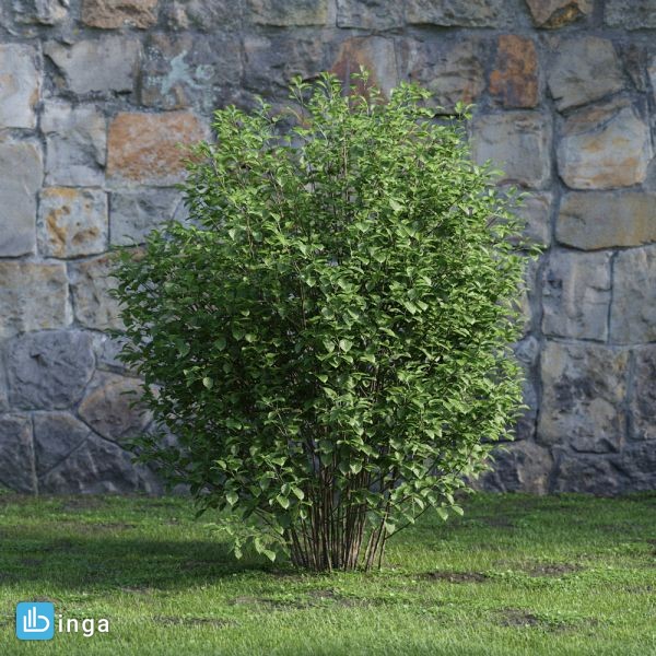 درختچه های باغی