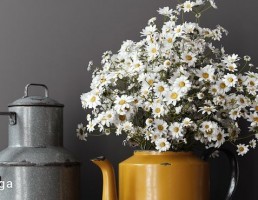 گلدان + گل بابونه