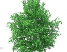 درخت پرتغال