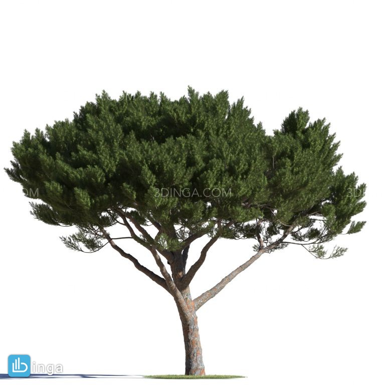 درختان سوزنی برگ