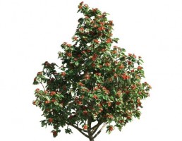 درخت Cordia sebestena