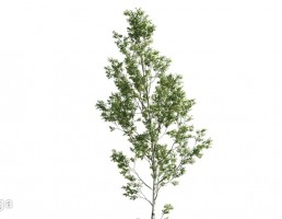 درخت صنوبر