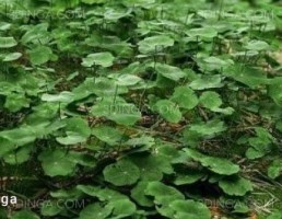 مدل سه بعدی گیاه شبدر