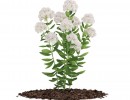 یاس خوشه ایی