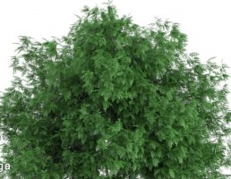 درخت کاج