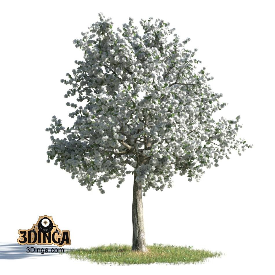 درخت