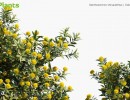 انواع درختان طبیعی