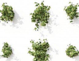 گل های آپارتمانی
