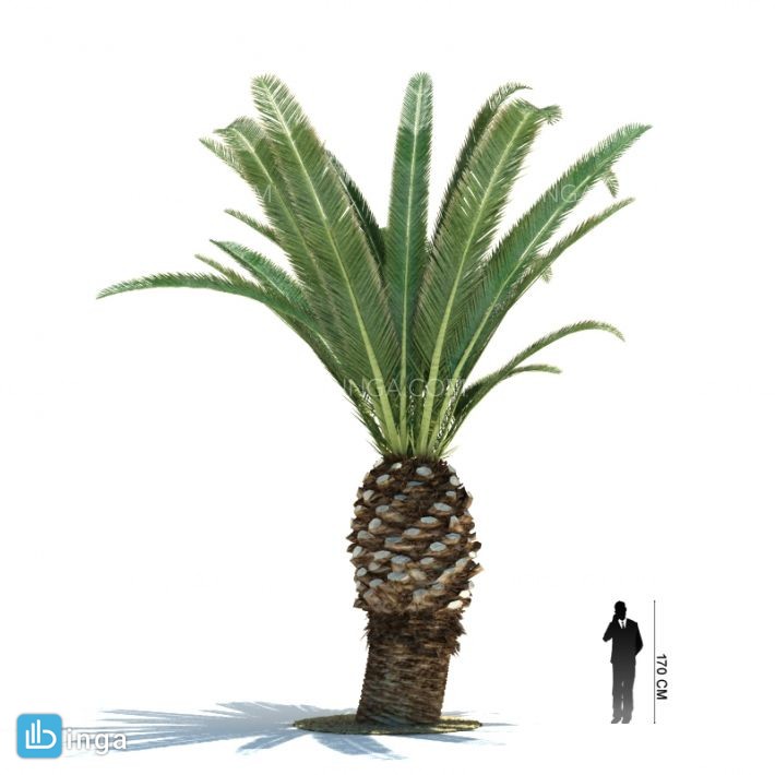 درخت نخل مناطق گرمسیری