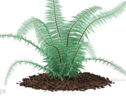 گیاهان باغی