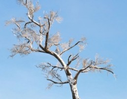 درخت Hawthorn