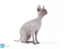 گربه درحالت نشسته