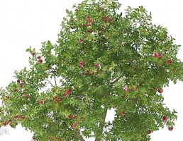 درخت سیب