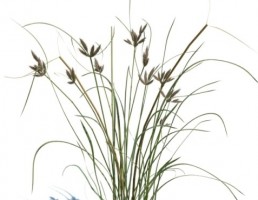 گیاه بهاری