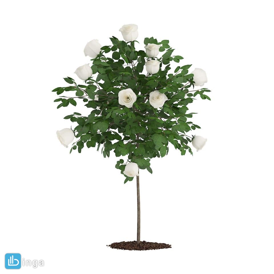 درختچه گل رز