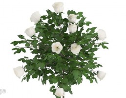 درختچه گل رز