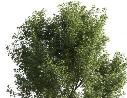 درخت
