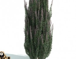 درخت پرچین