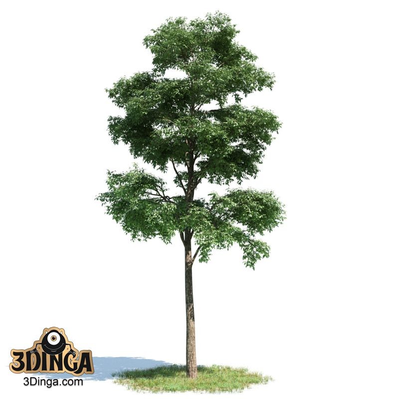 درخت Bucida buceras