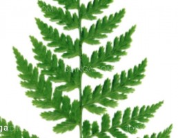 تکسچر شاخه سرخس