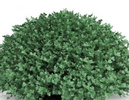 بوته گیاهان