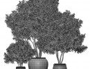 درختچه در گلدان