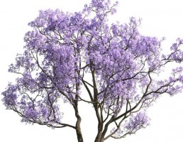 درخت