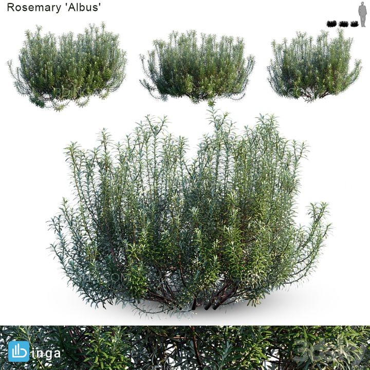 بوته گیاه رزماری