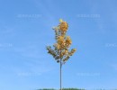 درختچه در فصل پاییز