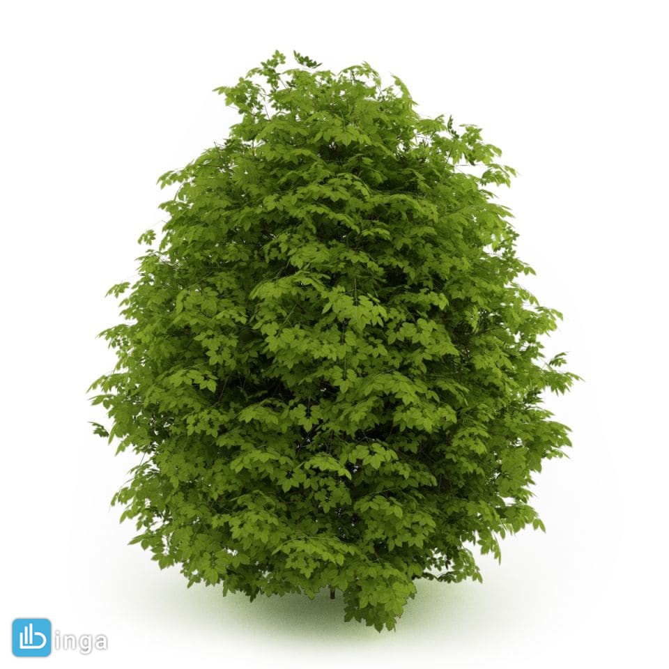 درختچه های باغی