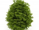 درختچه های باغی