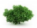 گیاهان باغی