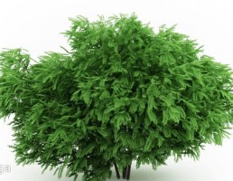 گیاهان باغی