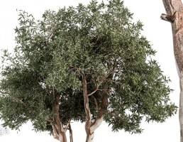 درخت صمغ