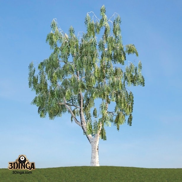 درخت Betula