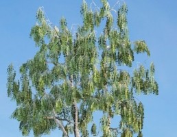 درخت Betula