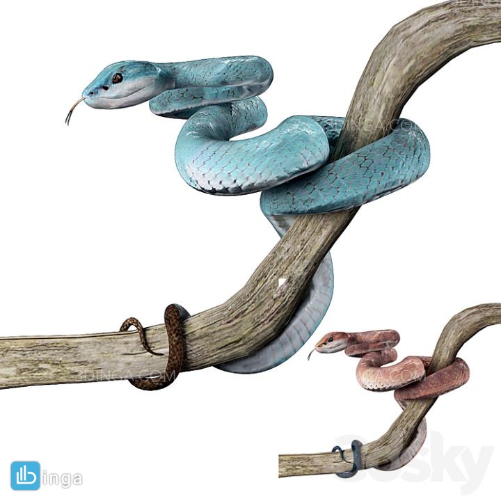 مار روی شاخه
