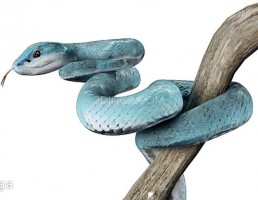 مار روی شاخه