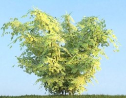 درخت Shrubs