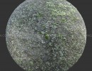 تکسچر صخره خز گرفته