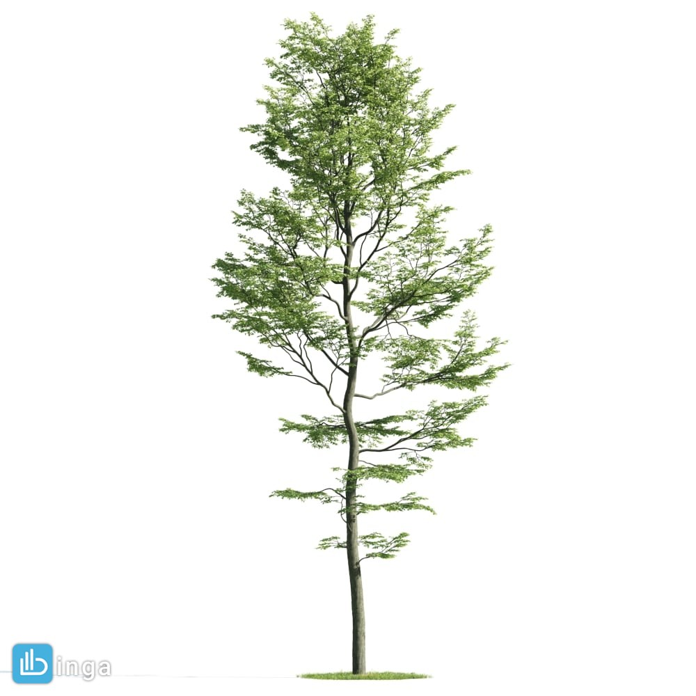 درخت + چمن