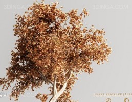 گیاه بونسای پاییزی در گلدان