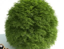 درخت پرچین