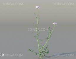 بوته گل اروپایی و آمریکای شمالی