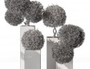 درختچه در گلدان