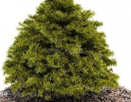 درختچه باغی بهاری