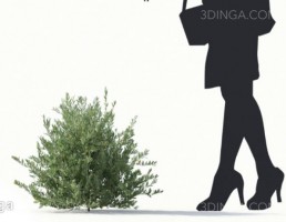 درختچه زیتون