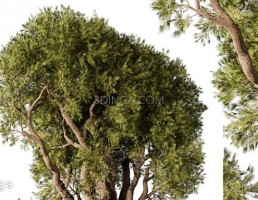 درخت سبز