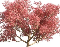 درخت Chorisia speciosa